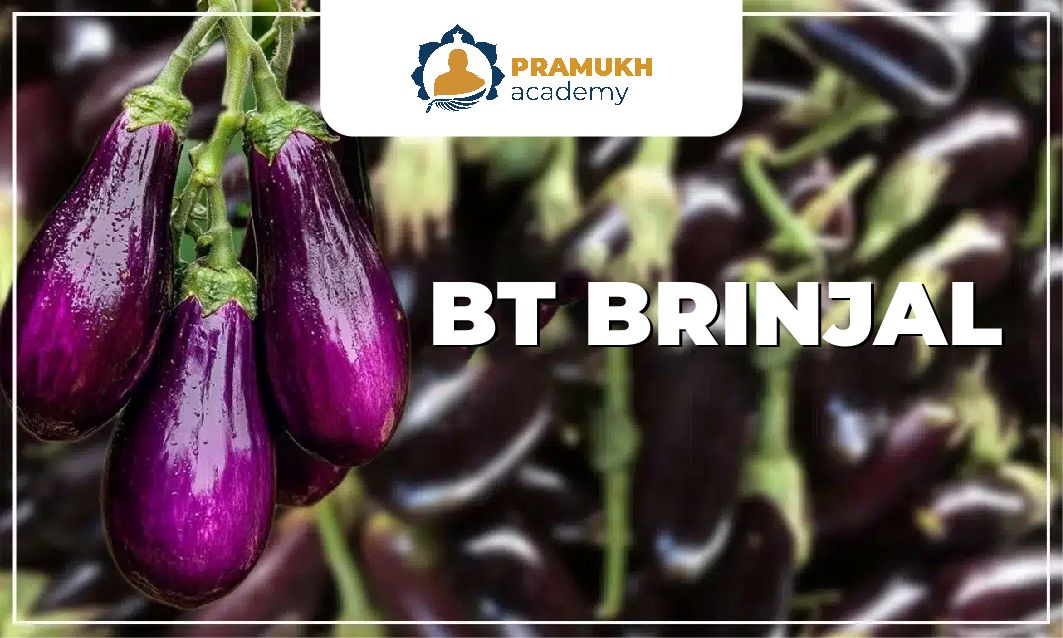 BT brinjal fruits displayed on a plant, representing the issue of illegal GM Bt brinjal seeds in Haryana